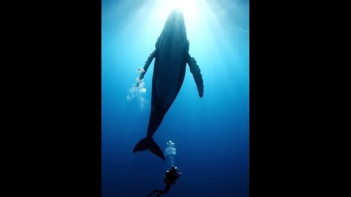 年轻的母亲第一季 - 深蓝星球：探索海洋深处的未知世界